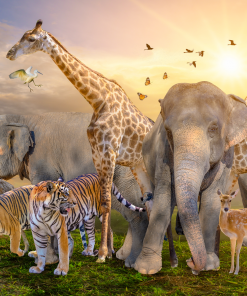 Animals