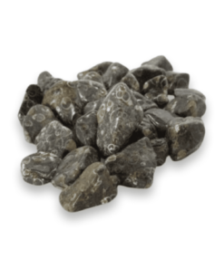 Tumbled Stone: Turritella Agate