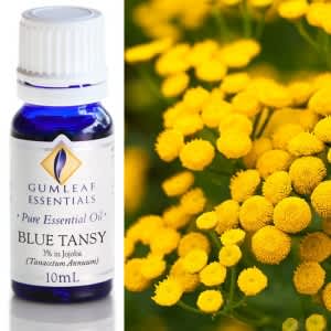 Gumleaf Essential Oils: Blue Tansy (3% in Jojoba)