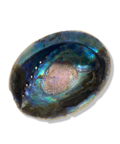 Paua Shells