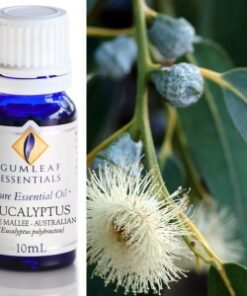 Gumleaf Essential Oils: Eucalyptus Blue Mallee 10ml