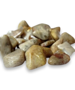 Tumbled Stone: Fossilised Coral