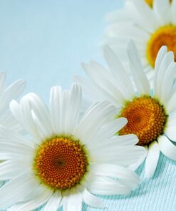 Alternative view of Gumleaf Essential Oils: Chamomile German 10ml