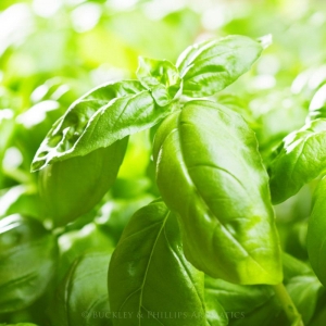 Gumleaf Essential Oils: Basil 10ml - Image 3