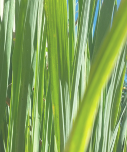 Alternative view of Lemongrass Soap