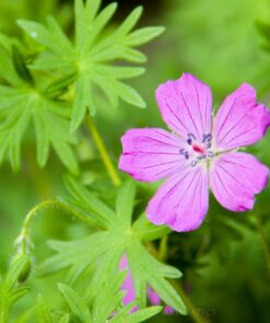 Alternative view of Rose Geranium & Pink Clay Soap