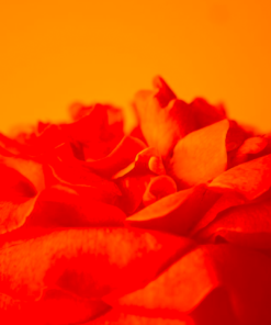 Alternative view of Sensual Soap