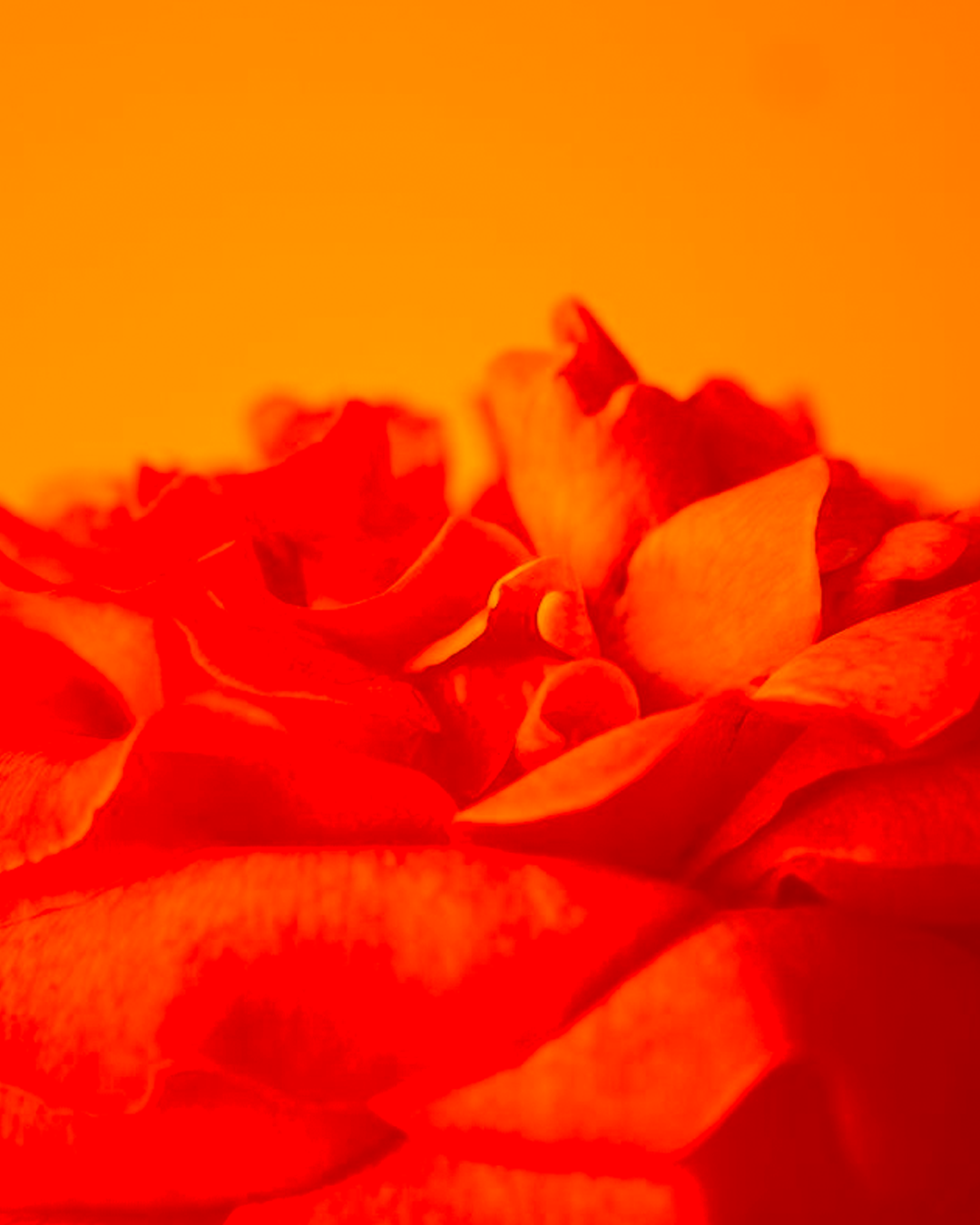 Sensual Soap - Image 2