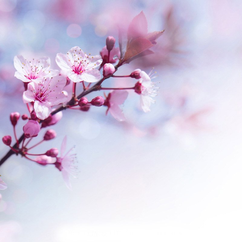 Sakura Pillar Candle: Small - Image 2