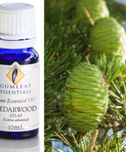 Gumleaf Essential Oils: Cedarwood Atlas 10ml