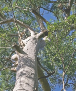 Alternative view of Lemon Scented Gum Soap