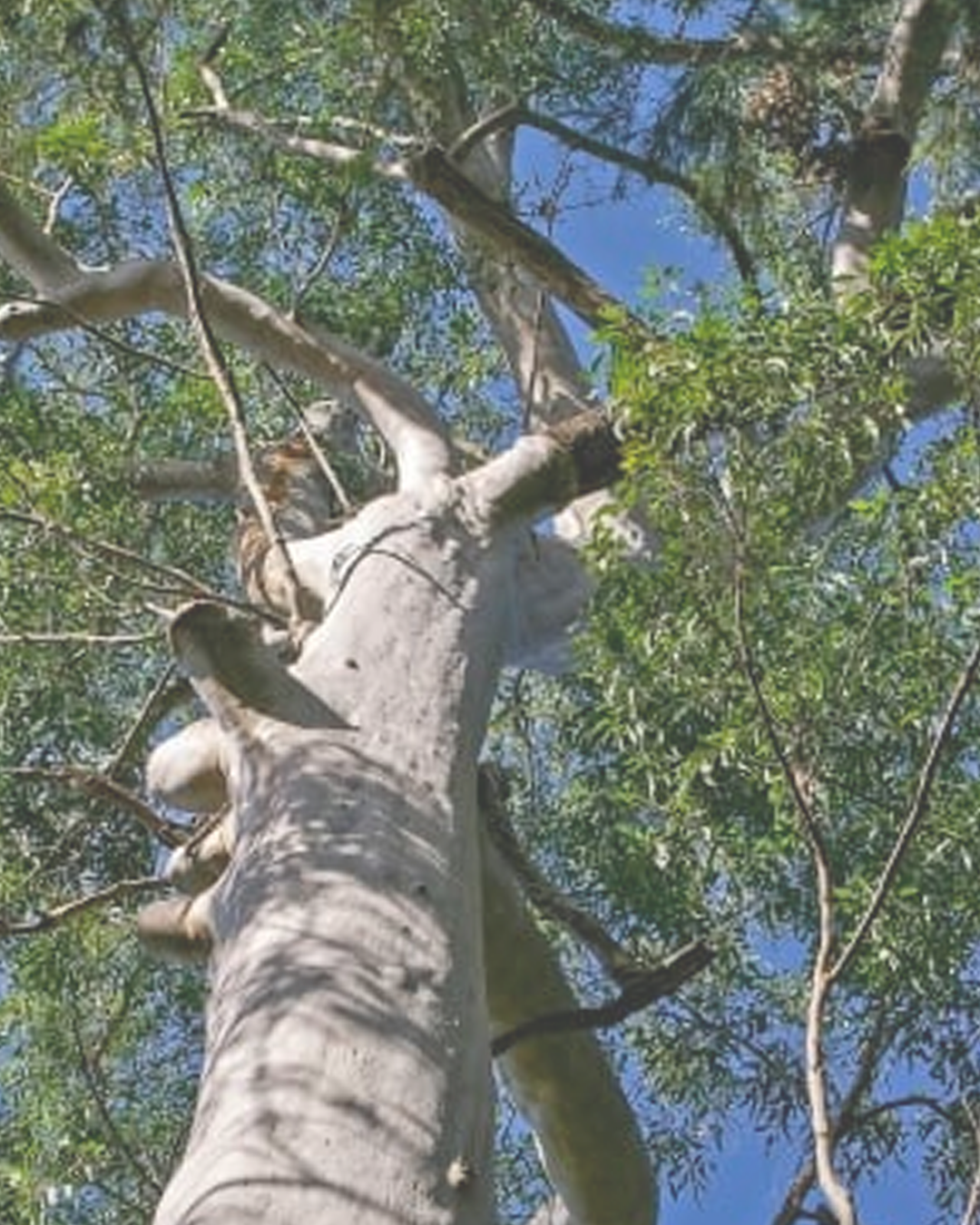 Lemon Scented Gum Soap - Image 2