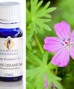 Gumleaf Essential Oils: Rose Geranium 10ml