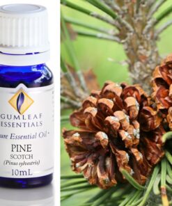 Gumleaf Essential Oils: Pine Scotch 10ml