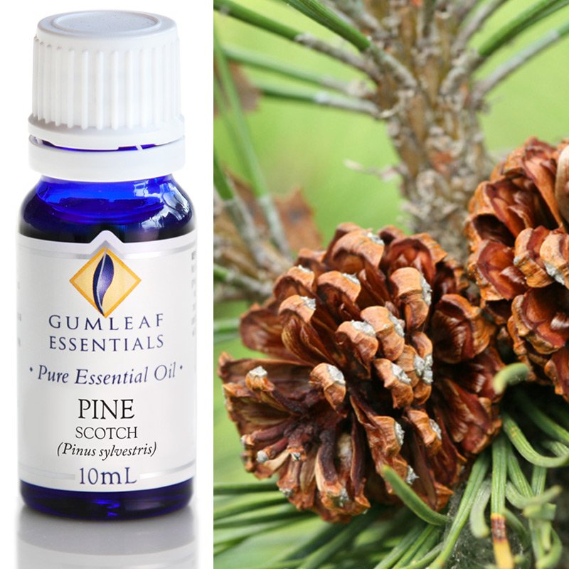 Gumleaf Essential Oils: Pine Scotch 10ml