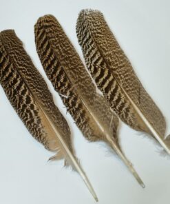 Turkey Feathers: Smudging Feather (Approx. 30x6cm)